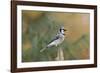 Blue Jay-Gary Carter-Framed Photographic Print