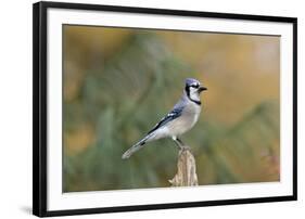 Blue Jay-Gary Carter-Framed Photographic Print