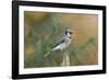 Blue Jay-Gary Carter-Framed Photographic Print