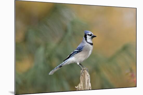 Blue Jay-Gary Carter-Mounted Photographic Print