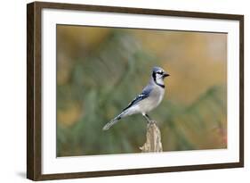 Blue Jay-Gary Carter-Framed Photographic Print