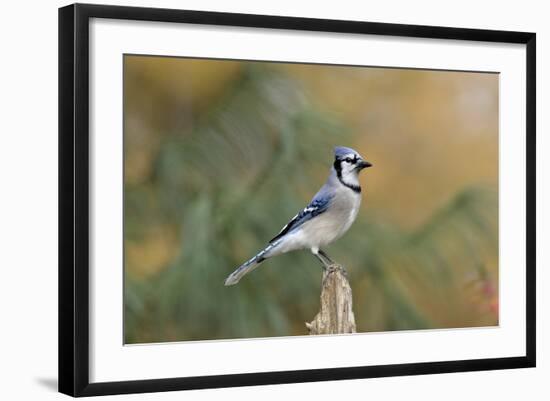 Blue Jay-Gary Carter-Framed Photographic Print