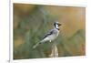 Blue Jay-Gary Carter-Framed Photographic Print