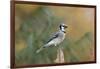 Blue Jay-Gary Carter-Framed Photographic Print