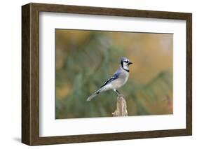 Blue Jay-Gary Carter-Framed Photographic Print