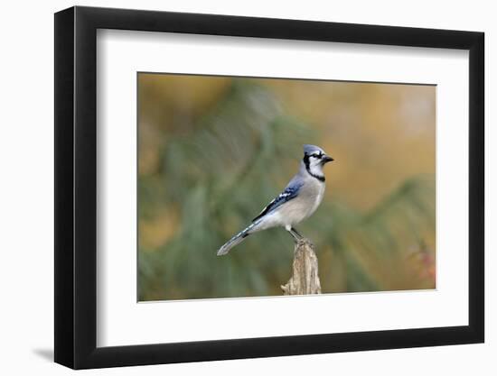 Blue Jay-Gary Carter-Framed Photographic Print