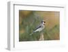 Blue Jay-Gary Carter-Framed Photographic Print