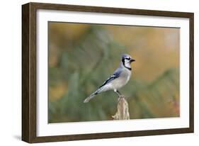 Blue Jay-Gary Carter-Framed Photographic Print