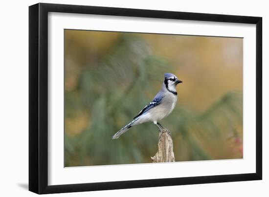 Blue Jay-Gary Carter-Framed Photographic Print