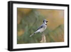 Blue Jay-Gary Carter-Framed Photographic Print