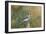 Blue Jay-Gary Carter-Framed Photographic Print