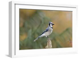 Blue Jay-Gary Carter-Framed Photographic Print