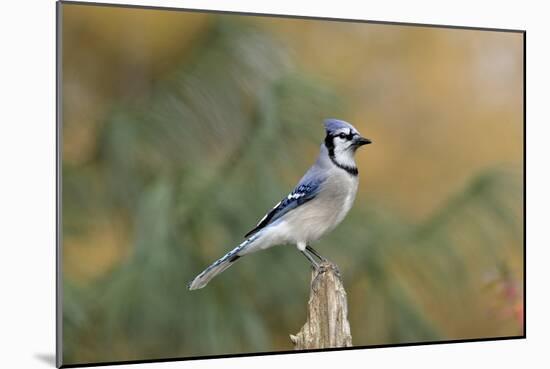 Blue Jay-Gary Carter-Mounted Photographic Print