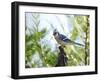 Blue Jay-Gary Carter-Framed Photographic Print