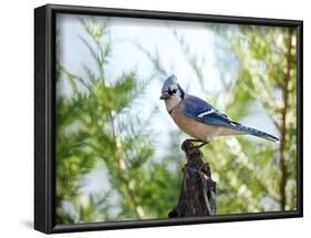 Blue Jay-Gary Carter-Framed Photographic Print