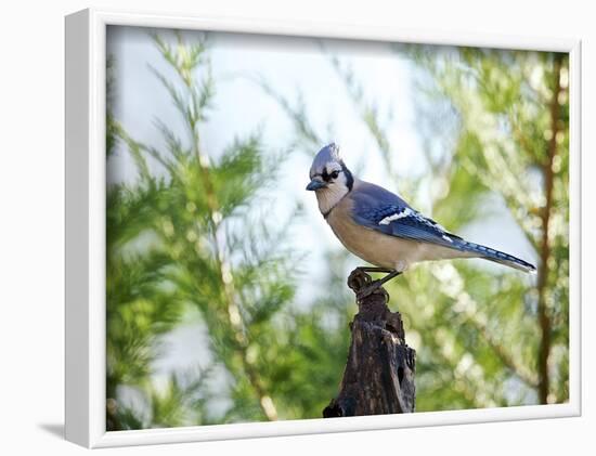 Blue Jay-Gary Carter-Framed Photographic Print