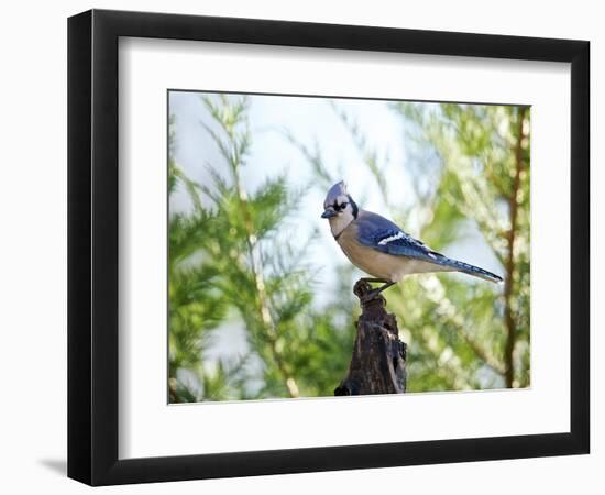 Blue Jay-Gary Carter-Framed Photographic Print