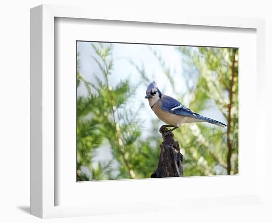 Blue Jay-Gary Carter-Framed Photographic Print