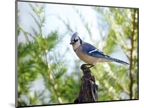 Blue Jay-Gary Carter-Mounted Photographic Print