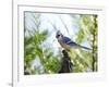 Blue Jay-Gary Carter-Framed Photographic Print