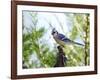 Blue Jay-Gary Carter-Framed Photographic Print