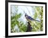 Blue Jay-Gary Carter-Framed Photographic Print