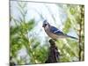 Blue Jay-Gary Carter-Mounted Photographic Print