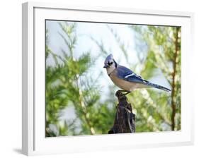 Blue Jay-Gary Carter-Framed Photographic Print