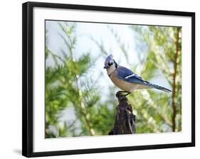 Blue Jay-Gary Carter-Framed Photographic Print