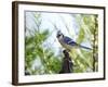 Blue Jay-Gary Carter-Framed Photographic Print