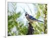 Blue Jay-Gary Carter-Framed Photographic Print