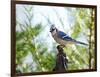 Blue Jay-Gary Carter-Framed Photographic Print