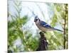 Blue Jay-Gary Carter-Mounted Photographic Print