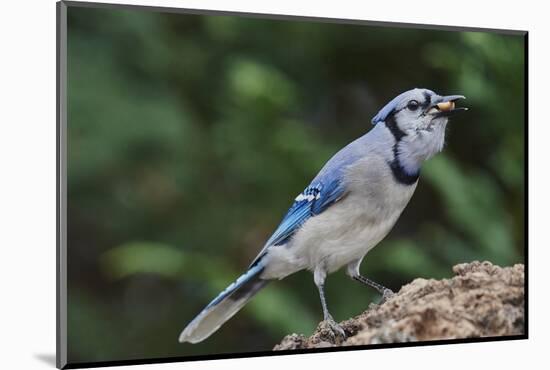 Blue Jay-Gary Carter-Mounted Photographic Print