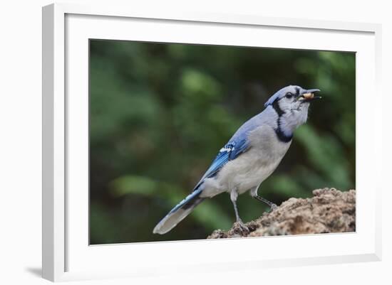 Blue Jay-Gary Carter-Framed Photographic Print