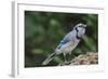 Blue Jay-Gary Carter-Framed Photographic Print