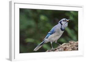 Blue Jay-Gary Carter-Framed Photographic Print