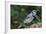 Blue Jay-Gary Carter-Framed Photographic Print