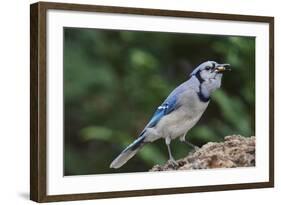 Blue Jay-Gary Carter-Framed Photographic Print