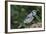 Blue Jay-Gary Carter-Framed Photographic Print