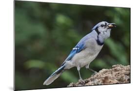 Blue Jay-Gary Carter-Mounted Photographic Print