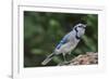 Blue Jay-Gary Carter-Framed Photographic Print