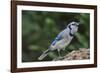 Blue Jay-Gary Carter-Framed Photographic Print