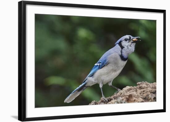 Blue Jay-Gary Carter-Framed Photographic Print