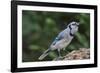 Blue Jay-Gary Carter-Framed Photographic Print