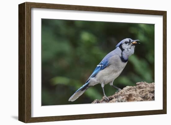 Blue Jay-Gary Carter-Framed Photographic Print