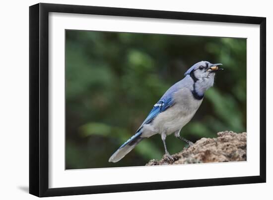 Blue Jay-Gary Carter-Framed Photographic Print