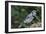 Blue Jay-Gary Carter-Framed Photographic Print