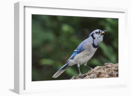 Blue Jay-Gary Carter-Framed Photographic Print