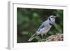 Blue Jay-Gary Carter-Framed Photographic Print